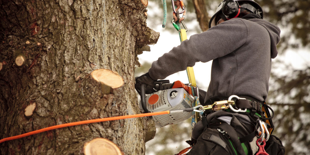 tree-pruning